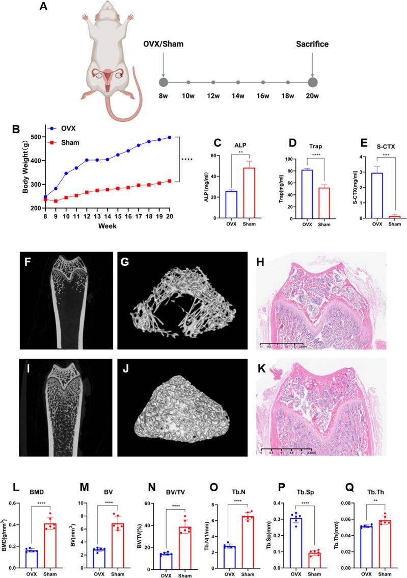 https://cdn.ncbi.nlm.nih.gov/pmc/blobs/8a86/12132957/2fd456312378/pone.0320063.g001.jpg