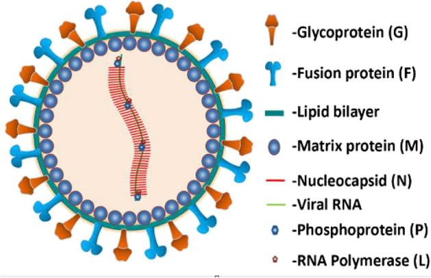 https://cdn.ncbi.nlm.nih.gov/pmc/blobs/8a8d/9869300/703d48cc8f9d/12010_2022_4300_Fig1_HTML.jpg