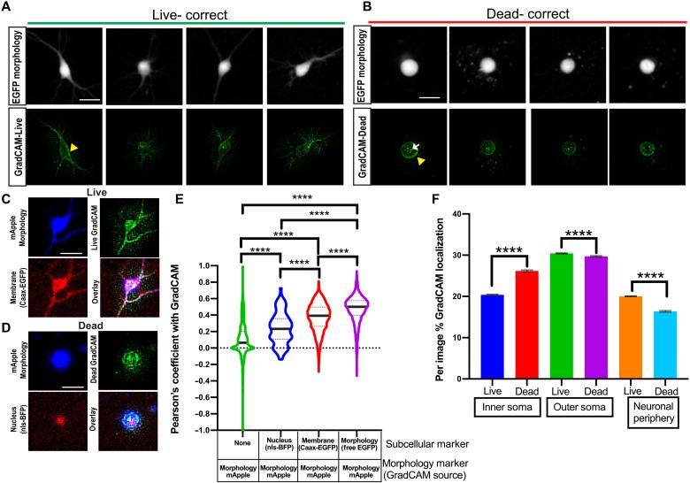 https://cdn.ncbi.nlm.nih.gov/pmc/blobs/8a90/8654296/c08f2eb49b58/sciadv.abf8142-f5.jpg