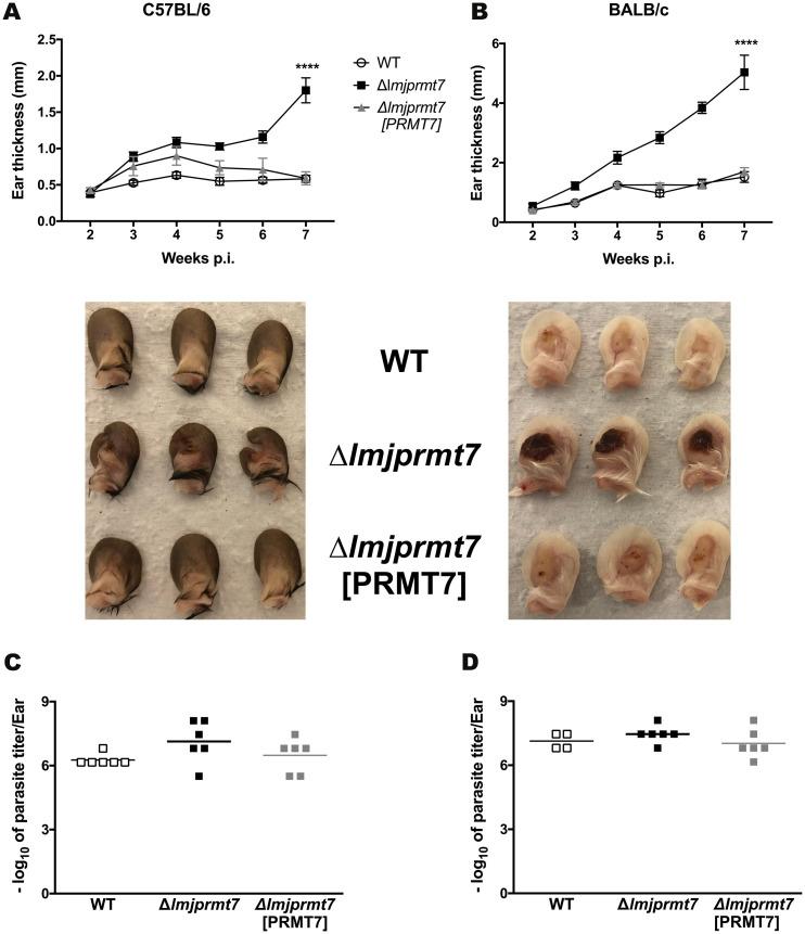 https://cdn.ncbi.nlm.nih.gov/pmc/blobs/8a92/7954300/26ab130ab1c0/pntd.0009230.g005.jpg