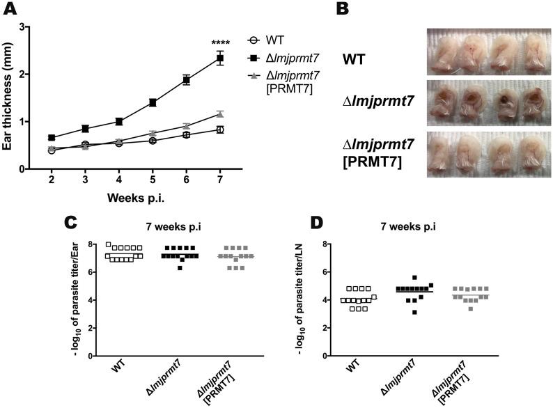https://cdn.ncbi.nlm.nih.gov/pmc/blobs/8a92/7954300/feff28615910/pntd.0009230.g003.jpg