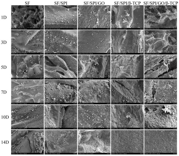 https://cdn.ncbi.nlm.nih.gov/pmc/blobs/8a98/7023539/423c0dec0d80/polymers-12-00069-g007.jpg