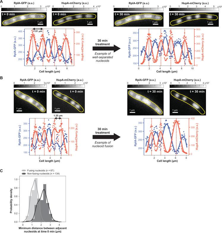 https://cdn.ncbi.nlm.nih.gov/pmc/blobs/8a9a/12187137/576898f2a6c3/elife-104276-fig4-figsupp1.jpg