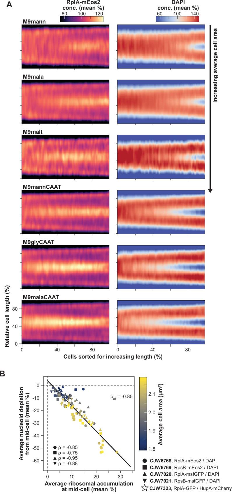 https://cdn.ncbi.nlm.nih.gov/pmc/blobs/8a9a/12187137/6b776f64a562/elife-104276-fig2.jpg