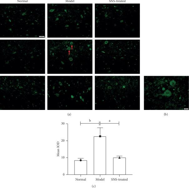 https://cdn.ncbi.nlm.nih.gov/pmc/blobs/8a9e/7150674/73e676a75c31/ECAM2020-3575231.005.jpg