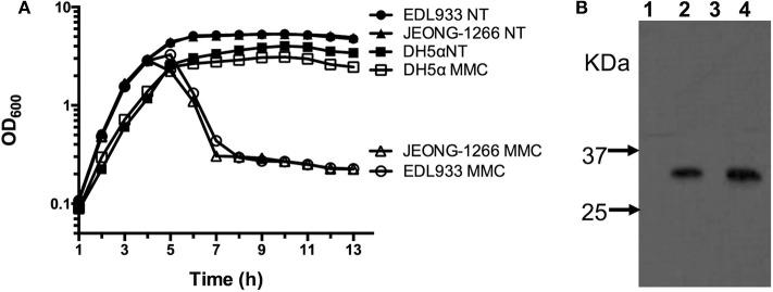 https://cdn.ncbi.nlm.nih.gov/pmc/blobs/8aa0/7289925/da58a5db72de/fcimb-10-00271-g0005.jpg