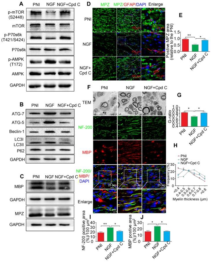 https://cdn.ncbi.nlm.nih.gov/pmc/blobs/8aa1/6993217/902960d370b6/thnov10p1649g009.jpg