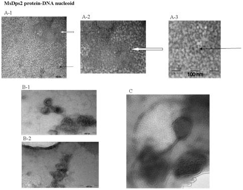 https://cdn.ncbi.nlm.nih.gov/pmc/blobs/8aa7/2779847/0a13a9214030/pone.0008017.g002.jpg