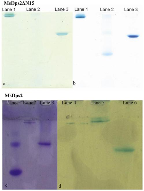 https://cdn.ncbi.nlm.nih.gov/pmc/blobs/8aa7/2779847/7a8881611671/pone.0008017.g003.jpg
