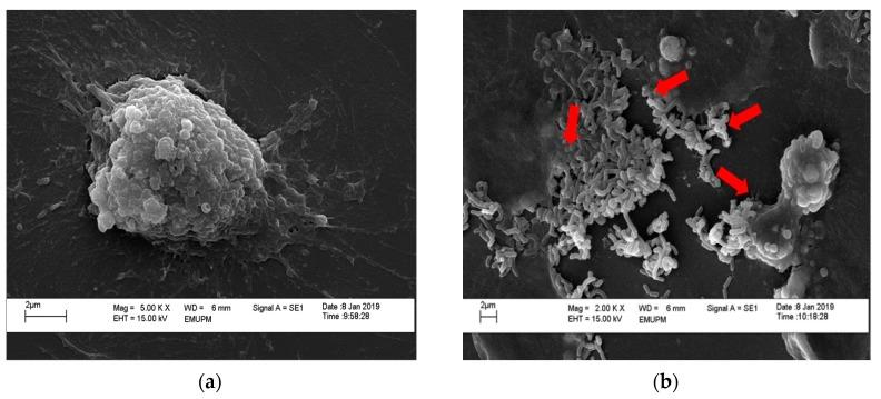 https://cdn.ncbi.nlm.nih.gov/pmc/blobs/8aa7/6680525/3ca424d4e5fb/molecules-24-02606-g007.jpg
