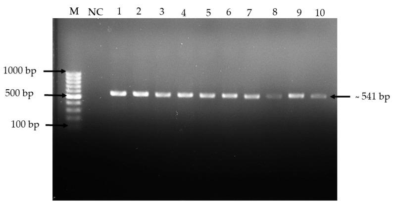 https://cdn.ncbi.nlm.nih.gov/pmc/blobs/8aa7/6680525/5bb1604e6058/molecules-24-02606-g002.jpg