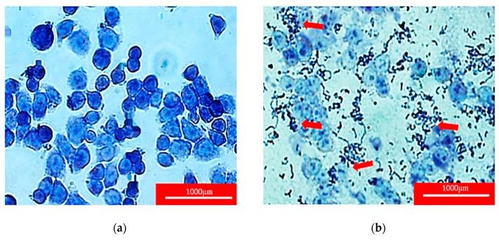https://cdn.ncbi.nlm.nih.gov/pmc/blobs/8aa7/6680525/68ad22e64180/molecules-24-02606-g005.jpg