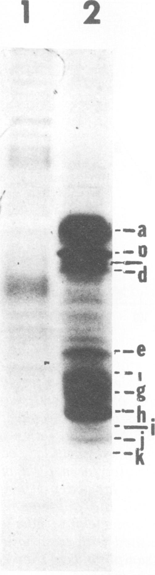 https://cdn.ncbi.nlm.nih.gov/pmc/blobs/8aa8/355730/7de0a59d5cf1/jvirol00239-0232-a.jpg