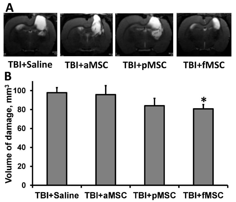 https://cdn.ncbi.nlm.nih.gov/pmc/blobs/8aaa/8223980/02a9f856334f/cells-10-01273-g001.jpg