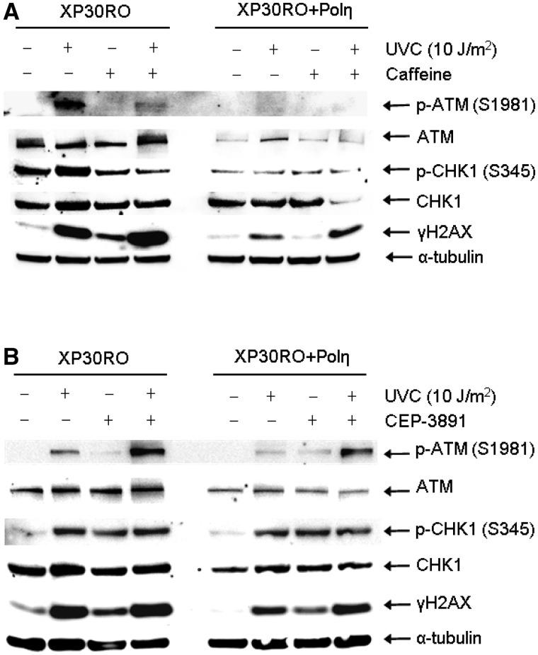 https://cdn.ncbi.nlm.nih.gov/pmc/blobs/8aab/3458576/320240d14554/gks646f2.jpg