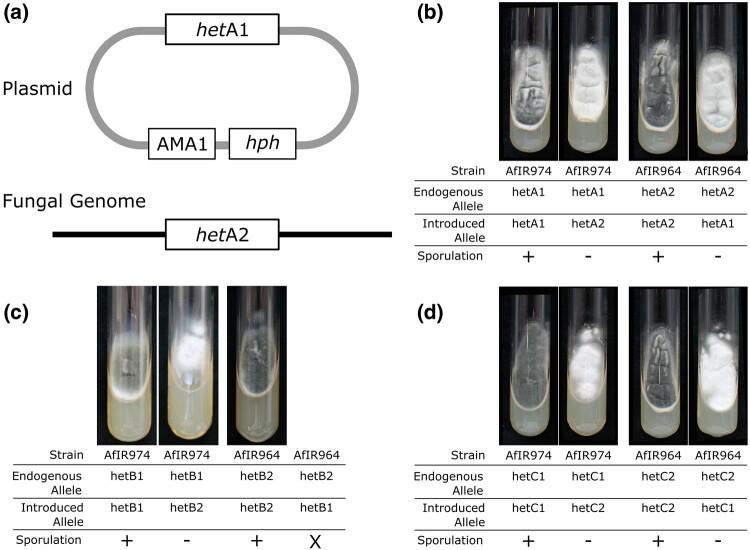 https://cdn.ncbi.nlm.nih.gov/pmc/blobs/8aac/11138114/25ccbd0d4800/msae079f3.jpg