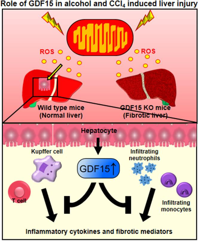 https://cdn.ncbi.nlm.nih.gov/pmc/blobs/8aad/5722931/05ed47a7f424/41598_2017_17574_Fig7_HTML.jpg