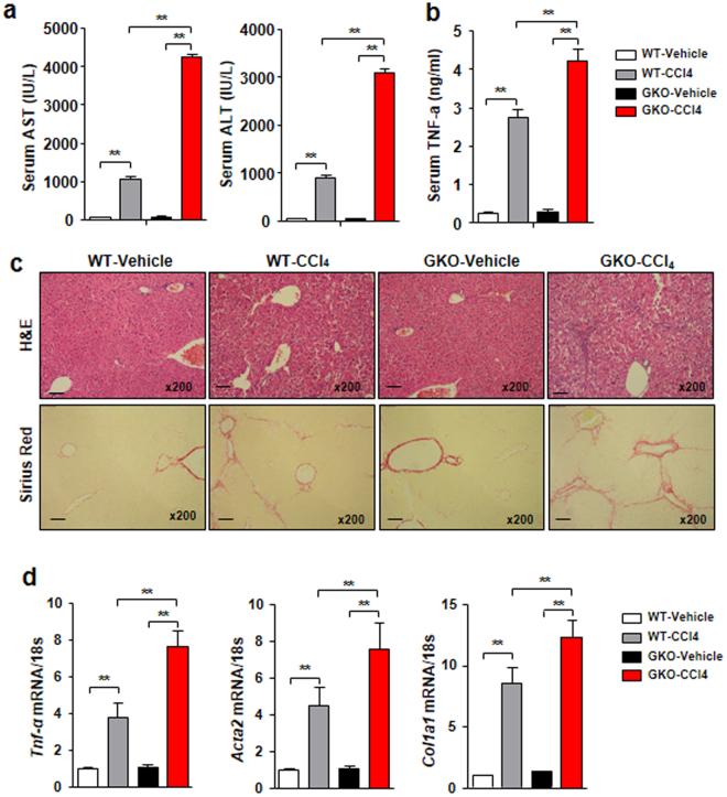 https://cdn.ncbi.nlm.nih.gov/pmc/blobs/8aad/5722931/32fe21f64ceb/41598_2017_17574_Fig4_HTML.jpg