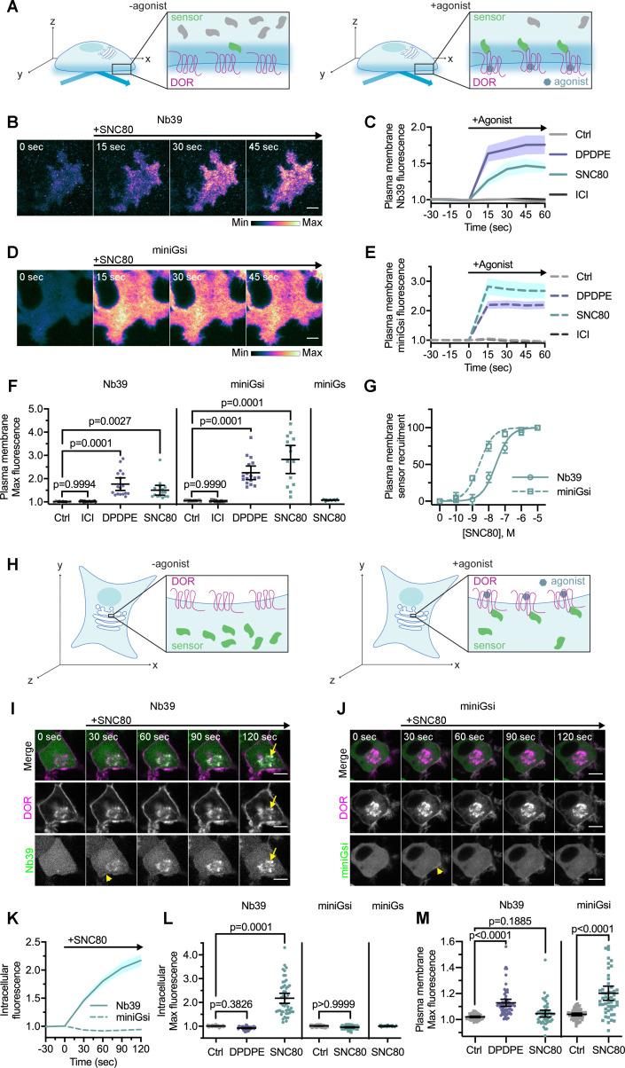 https://cdn.ncbi.nlm.nih.gov/pmc/blobs/8aae/8208814/9d4a1e7372b1/elife-67478-fig1.jpg