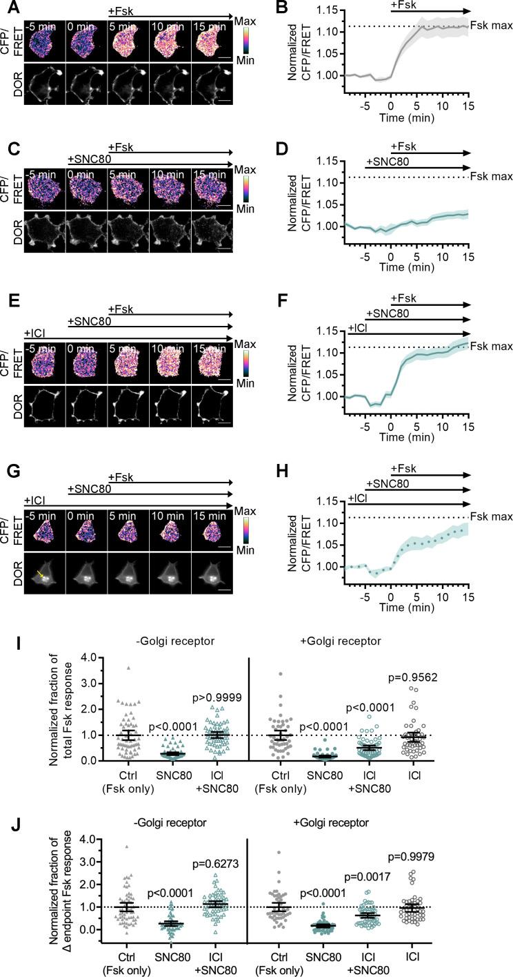 https://cdn.ncbi.nlm.nih.gov/pmc/blobs/8aae/8208814/a2cd9b9d91f3/elife-67478-fig4.jpg