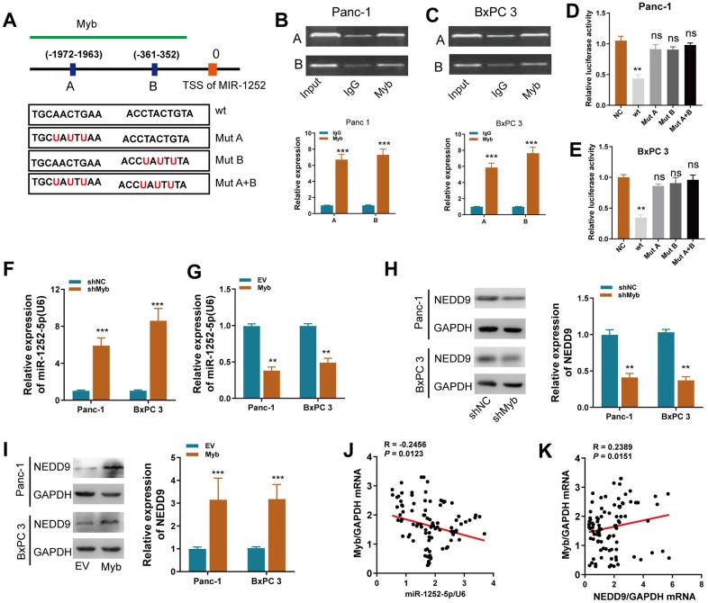 https://cdn.ncbi.nlm.nih.gov/pmc/blobs/8aae/8351675/f1ecaaaf56df/aging-13-203344-g008.jpg