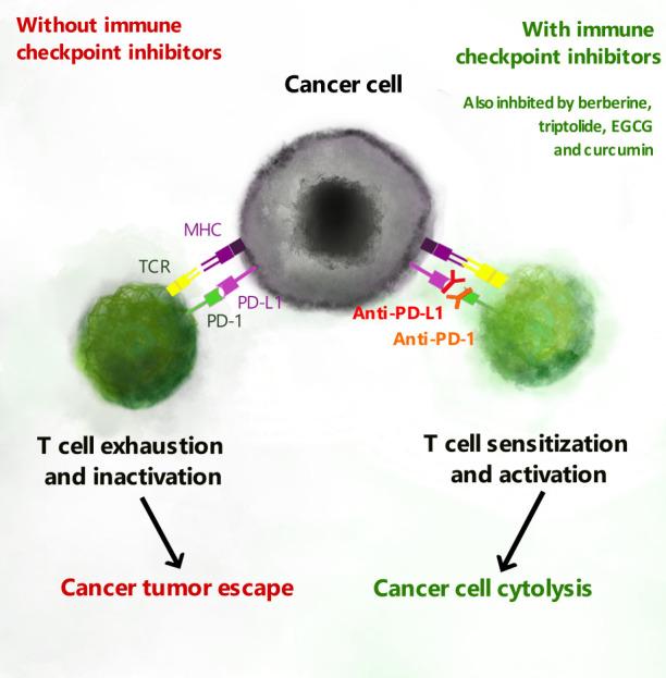 https://cdn.ncbi.nlm.nih.gov/pmc/blobs/8ab1/9868674/2123056aa4d9/fimmu-13-1070367-g002.jpg