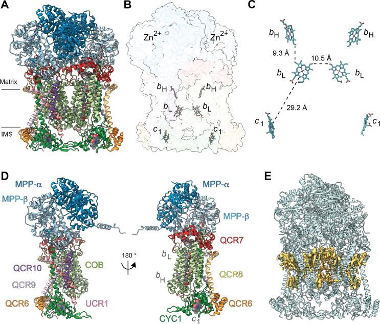 https://cdn.ncbi.nlm.nih.gov/pmc/blobs/8ab2/7815315/1e8759cd0a06/elife-62047-fig2.jpg