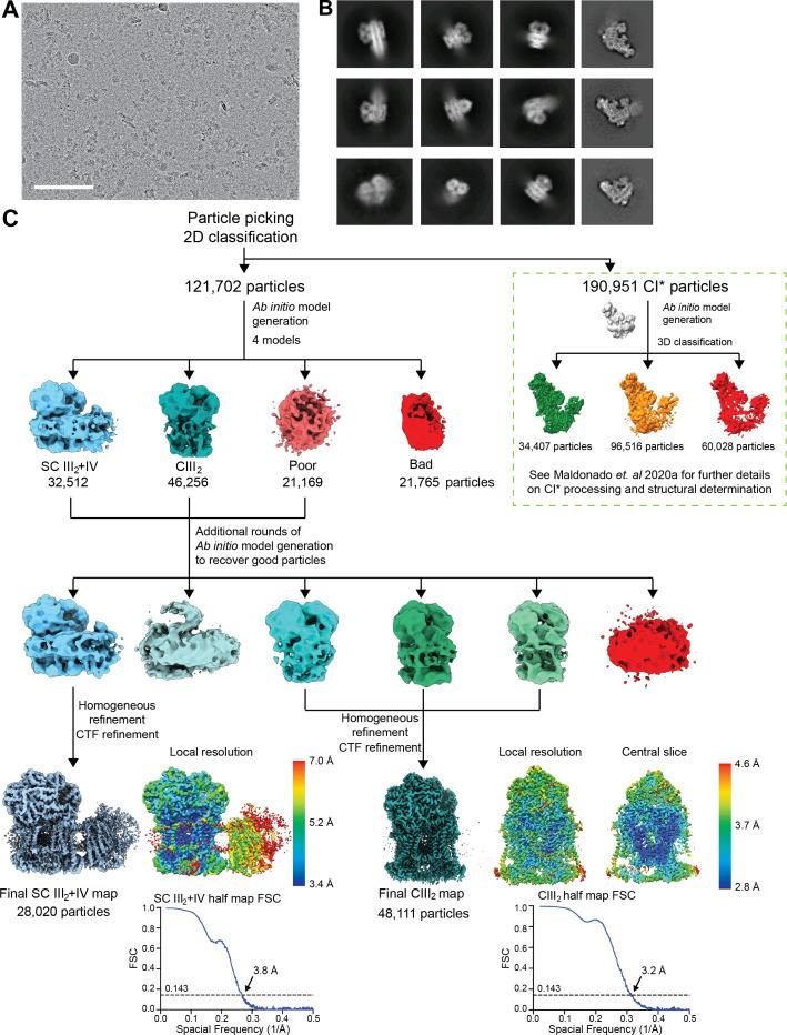 https://cdn.ncbi.nlm.nih.gov/pmc/blobs/8ab2/7815315/861cf4f5978d/elife-62047-fig1-figsupp1.jpg