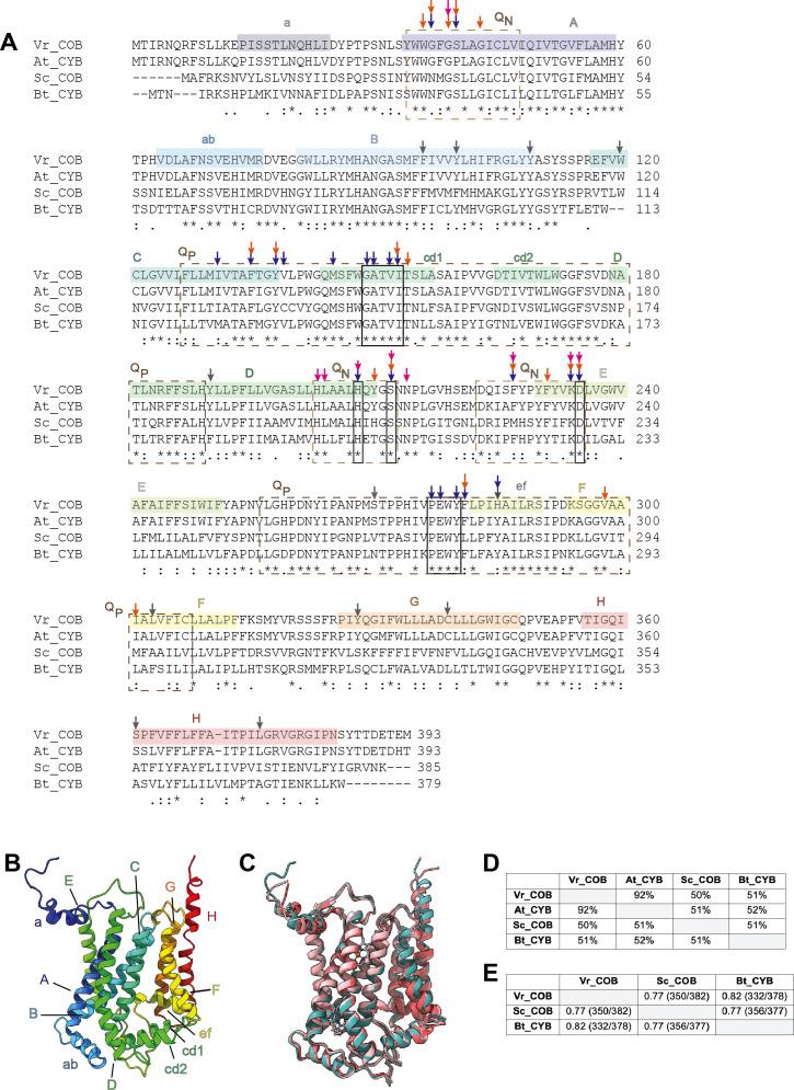 https://cdn.ncbi.nlm.nih.gov/pmc/blobs/8ab2/7815315/ad7e4ee8a94a/elife-62047-fig2-figsupp2.jpg