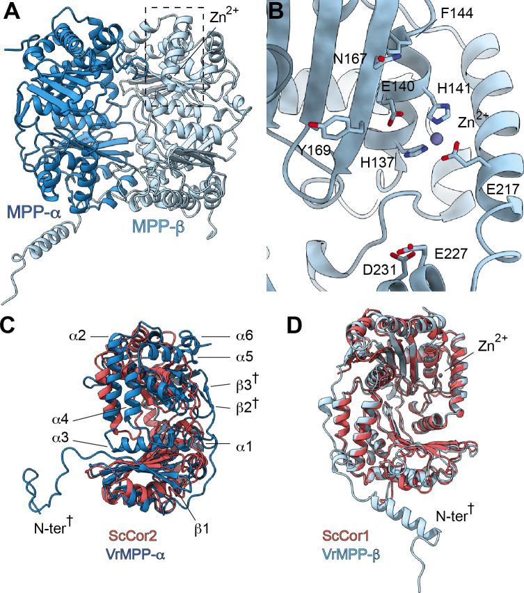 https://cdn.ncbi.nlm.nih.gov/pmc/blobs/8ab2/7815315/b8392053a947/elife-62047-fig3.jpg