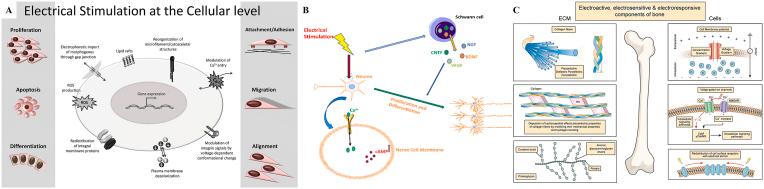 https://cdn.ncbi.nlm.nih.gov/pmc/blobs/8ab5/11130597/c9098c1d3ea2/gr8.jpg