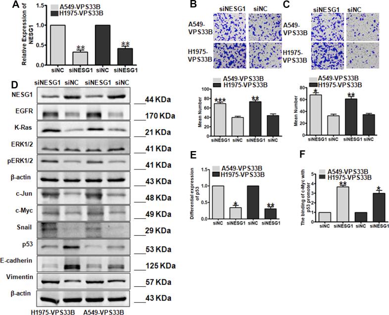 https://cdn.ncbi.nlm.nih.gov/pmc/blobs/8ab7/8093570/bb674710fad5/gr5.jpg