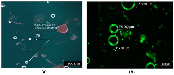 https://cdn.ncbi.nlm.nih.gov/pmc/blobs/8abb/12031100/ba5813433176/toxics-13-00246-g001.jpg