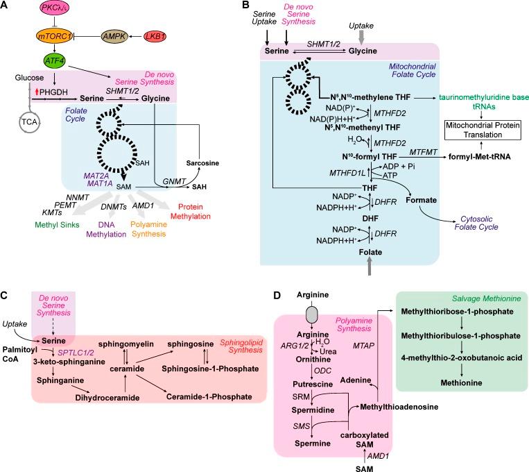 https://cdn.ncbi.nlm.nih.gov/pmc/blobs/8abc/7039202/0f853a05bac0/JCB_201907022_Fig3.jpg