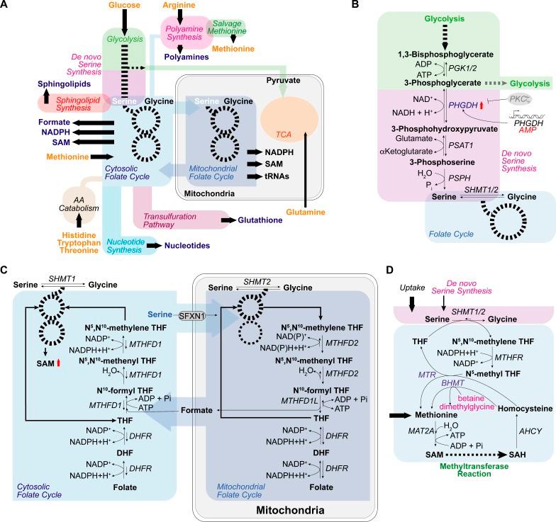 https://cdn.ncbi.nlm.nih.gov/pmc/blobs/8abc/7039202/20a338983662/JCB_201907022_Fig1.jpg