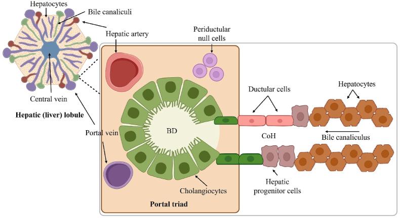 https://cdn.ncbi.nlm.nih.gov/pmc/blobs/8abe/11925584/9618a9e944e7/gr3.jpg