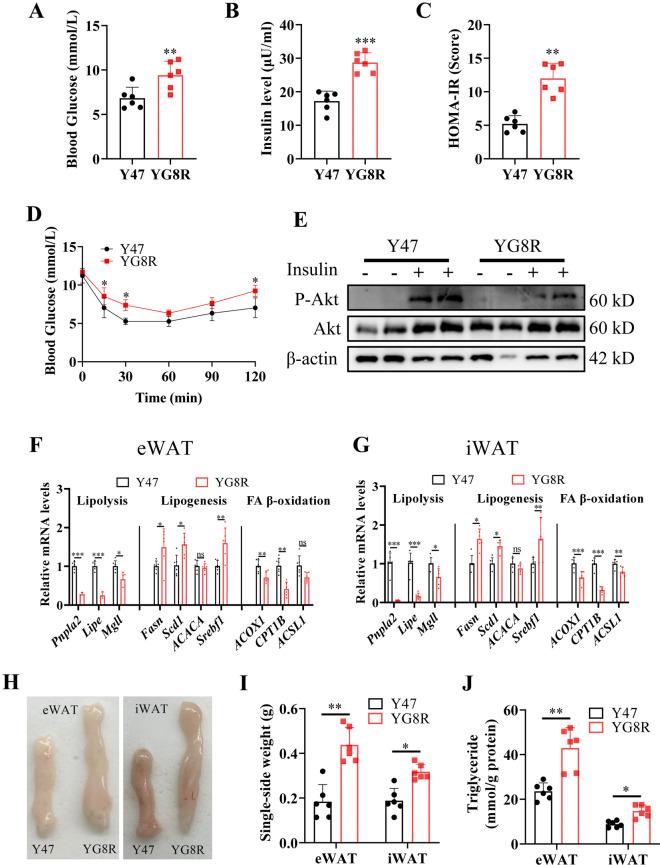 https://cdn.ncbi.nlm.nih.gov/pmc/blobs/8ac0/11350209/6ca2b2597c40/41598_2024_71099_Fig1_HTML.jpg