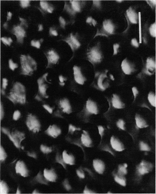https://cdn.ncbi.nlm.nih.gov/pmc/blobs/8ac0/1282669/a27ecd8f4179/jphysiol00766-0476-a.jpg