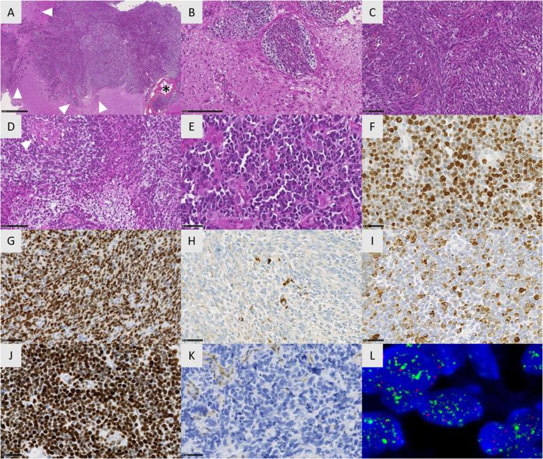 https://cdn.ncbi.nlm.nih.gov/pmc/blobs/8ac0/7346460/36b437cec5e7/40478_2020_974_Fig3_HTML.jpg