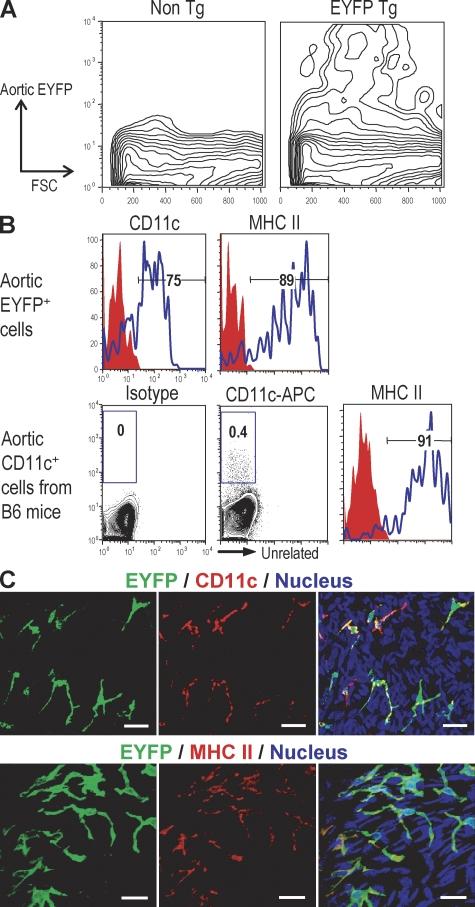 https://cdn.ncbi.nlm.nih.gov/pmc/blobs/8ac1/2699134/4530155d79dc/JEM_20082129_RGB_Fig1.jpg