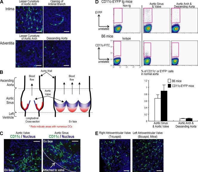 https://cdn.ncbi.nlm.nih.gov/pmc/blobs/8ac1/2699134/63fb837a0475/JEM_20082129_RGB_Fig2.jpg