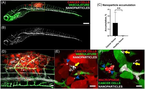https://cdn.ncbi.nlm.nih.gov/pmc/blobs/8ac2/10528790/14a3d0eef5da/IBRA-9-43-g002.jpg