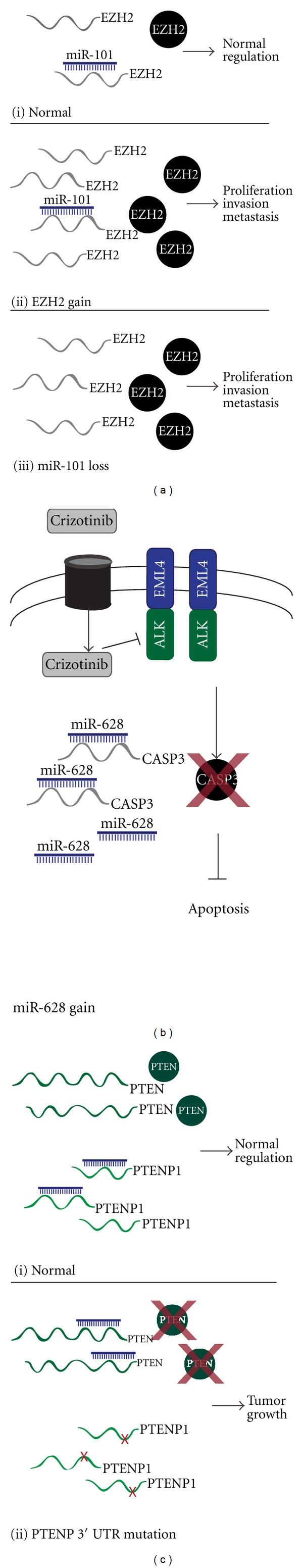 https://cdn.ncbi.nlm.nih.gov/pmc/blobs/8ac2/3407615/3e0944abe060/GRI2012-737416.001.jpg