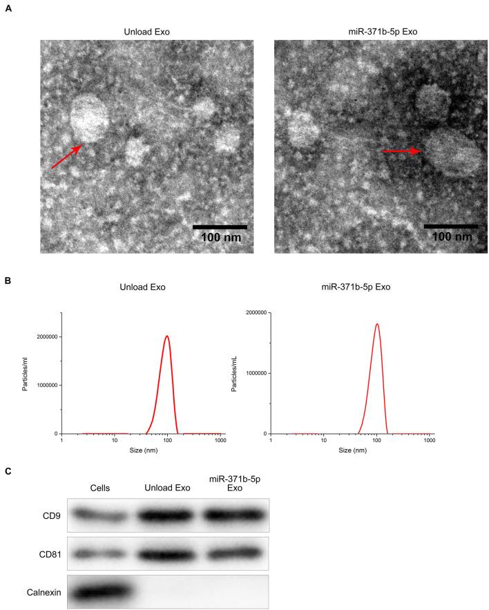 https://cdn.ncbi.nlm.nih.gov/pmc/blobs/8ac3/8520920/3c5325310ce4/fcell-09-750171-g001.jpg