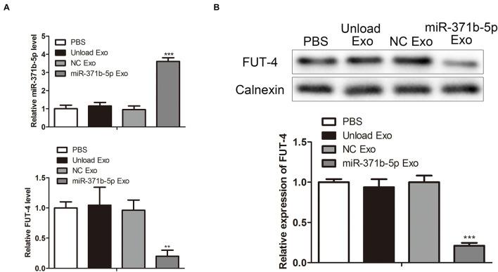 https://cdn.ncbi.nlm.nih.gov/pmc/blobs/8ac3/8520920/a3565f170df3/fcell-09-750171-g007.jpg