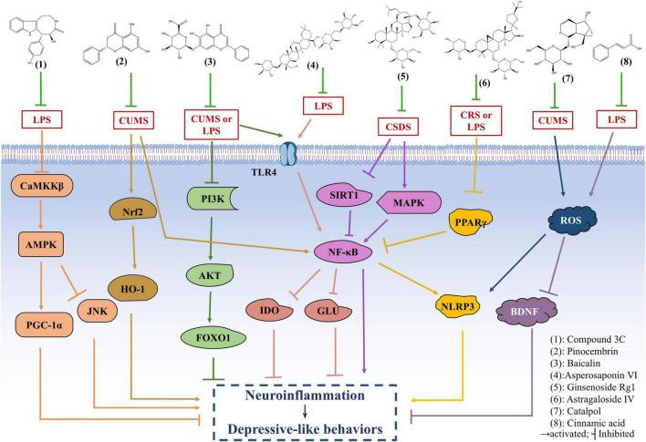 https://cdn.ncbi.nlm.nih.gov/pmc/blobs/8ac7/12055817/ae944a65d3c3/fncel-19-1538026-g003.jpg