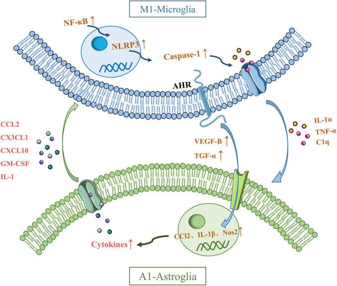 https://cdn.ncbi.nlm.nih.gov/pmc/blobs/8ac7/12055817/ce0a6398b659/fncel-19-1538026-g002.jpg