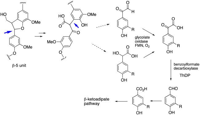 https://cdn.ncbi.nlm.nih.gov/pmc/blobs/8aca/11580001/c1115e4ca4e5/d4cc05064a-f5.jpg