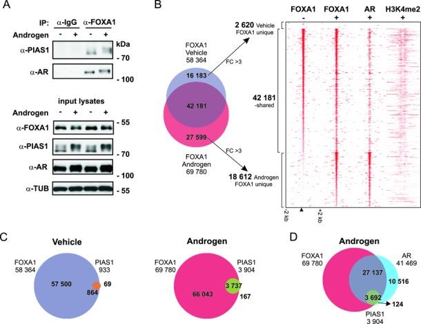 https://cdn.ncbi.nlm.nih.gov/pmc/blobs/8acb/4333416/1d41166365f5/gku1375fig5.jpg