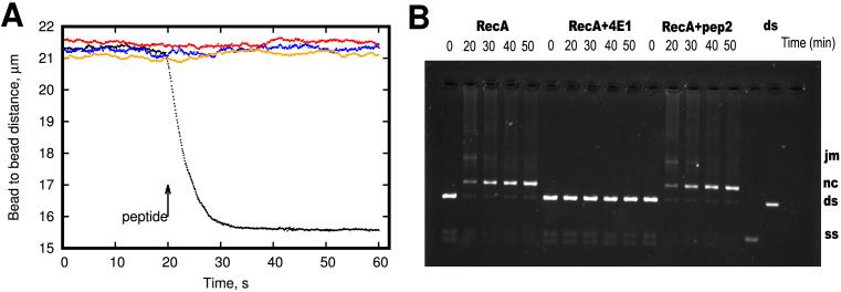 https://cdn.ncbi.nlm.nih.gov/pmc/blobs/8acf/5766188/5e54b34a3230/gkx687fig5.jpg